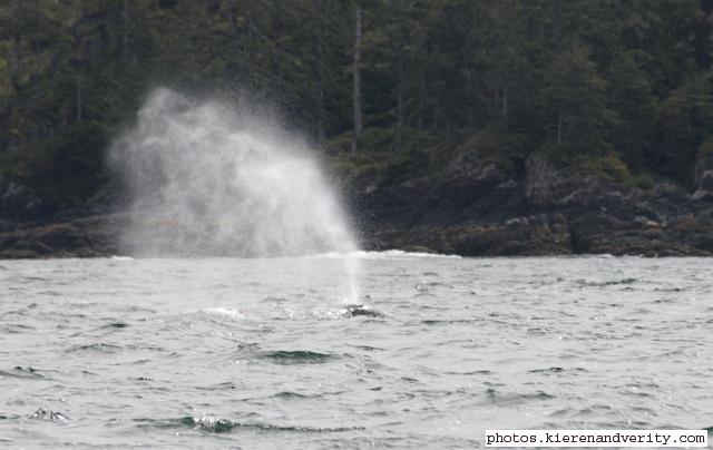grey whale