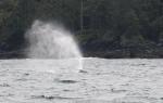 grey whale