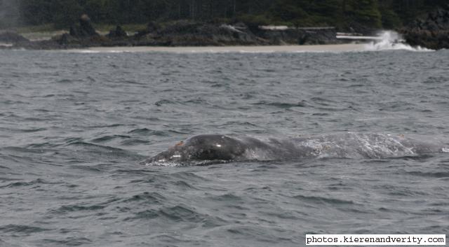 grey whale