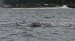 grey whale