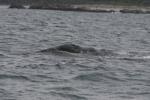 grey whale