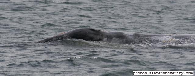 grey whale