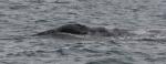 grey whale