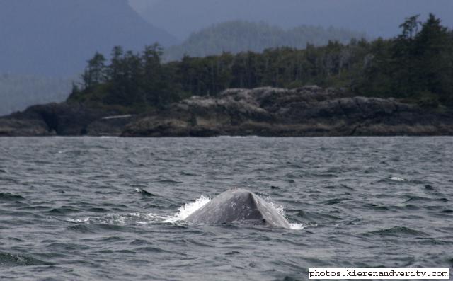 grey whale