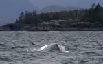 grey whale