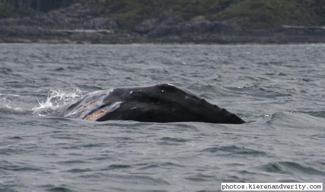 grey whale