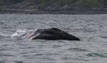grey whale