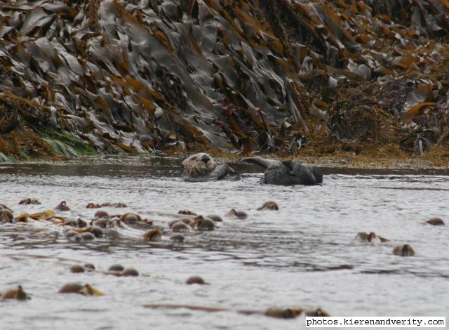 sea otter