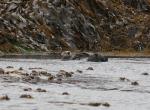 sea otter