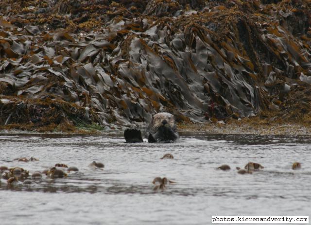 sea otter