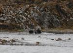 sea otter