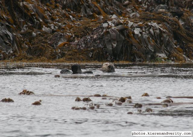 sea otter