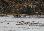 sea otter