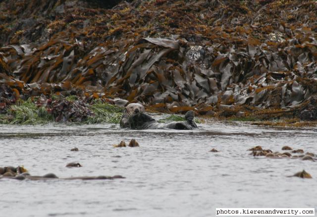 sea otter