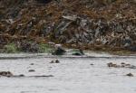sea otter