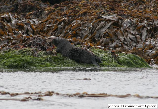 sea otter