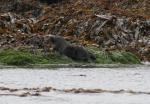 sea otter