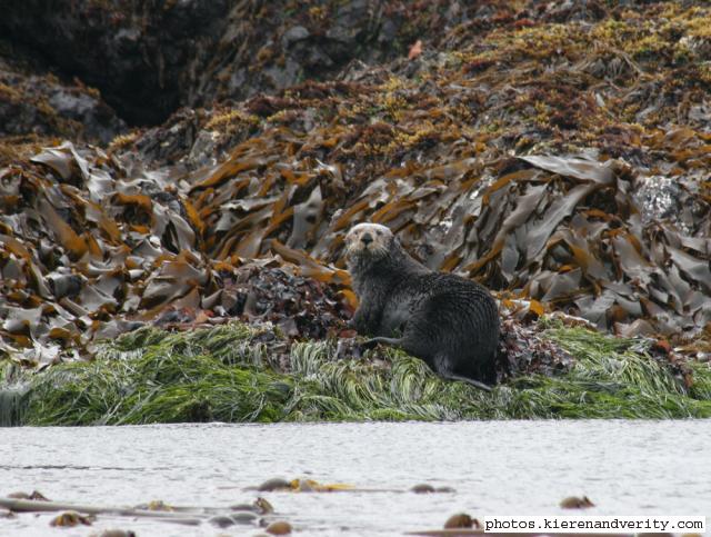 sea otter