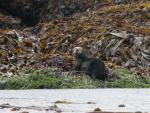 sea otter