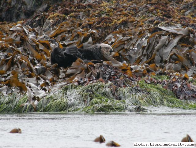 sea otter
