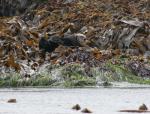sea otter