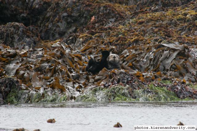 sea otter