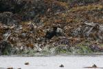 sea otter