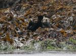 sea otter