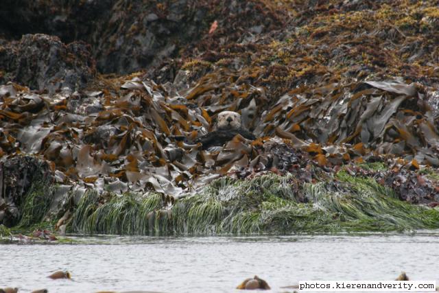 sea otter