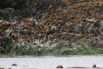 sea otter