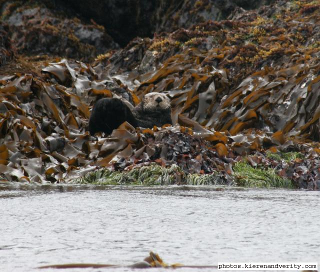 sea otter