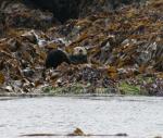 sea otter