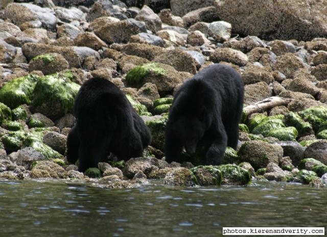 black bears