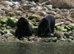 black bears