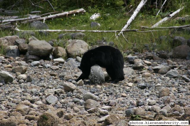 black bear
