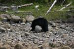 black bear