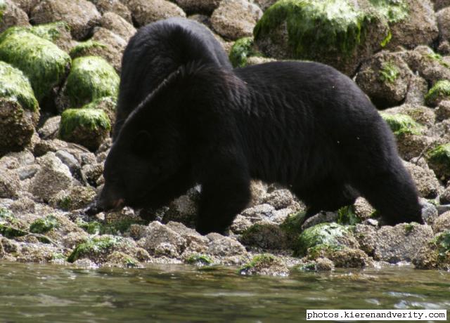 black bears