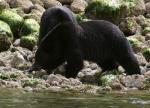 black bears