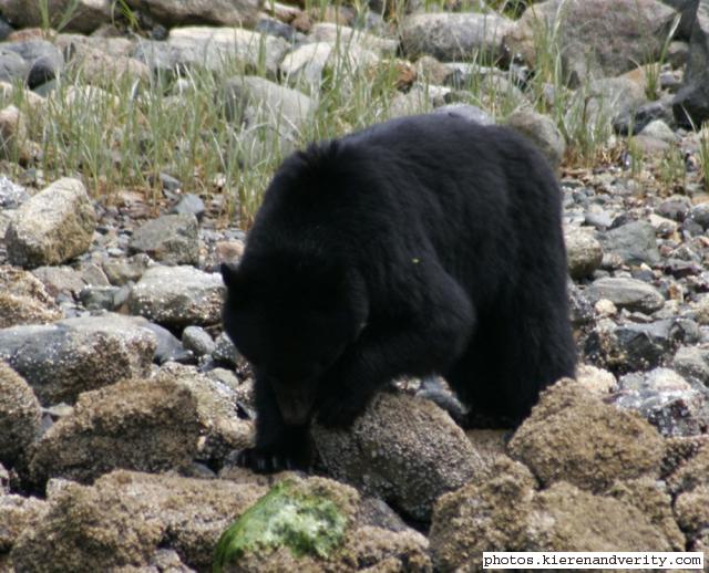 black bear turning rock