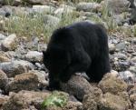 black bear turning rock