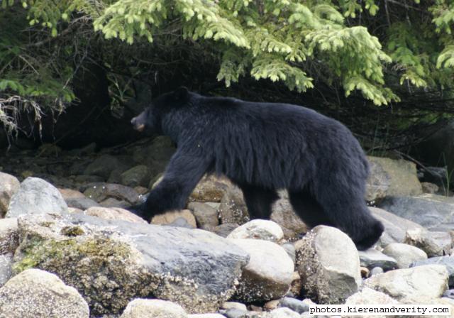 black bear