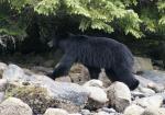 black bear