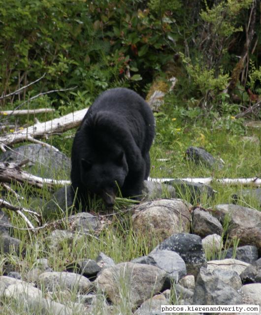 black bear
