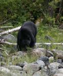 black bear