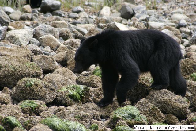 black bear
