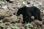 black bear