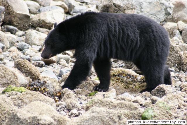 black bear