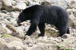 black bear