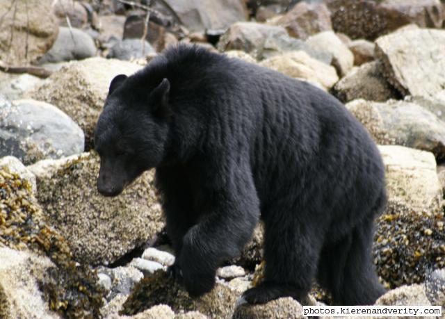 black bear