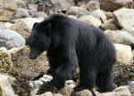 black bear